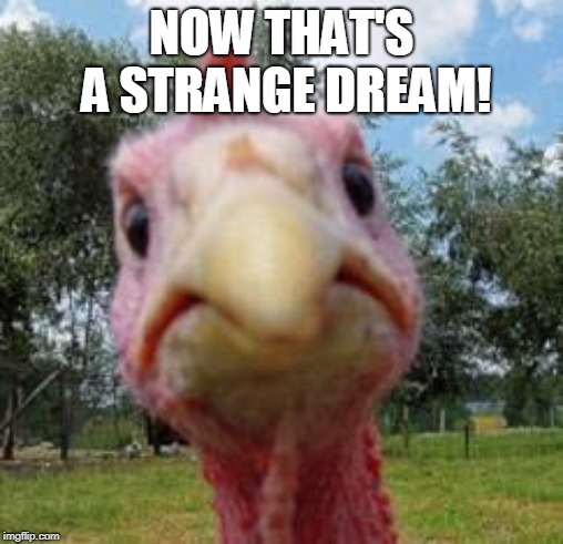 turkey | NOW THAT'S A STRANGE DREAM! | image tagged in turkey | made w/ Imgflip meme maker