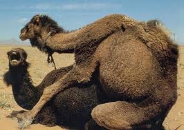 camels camel facts amazing meme mating imgflip caption add