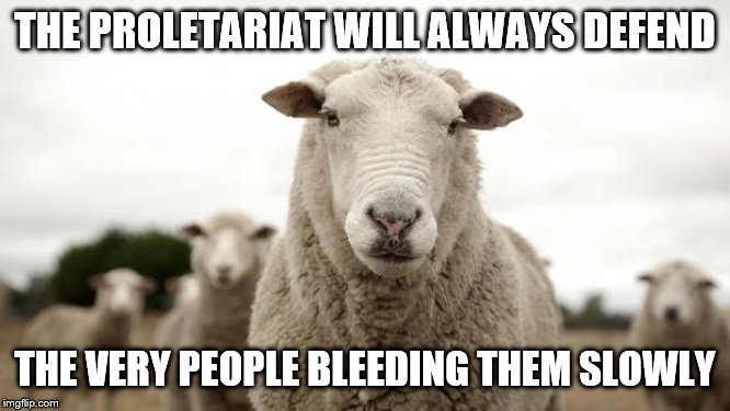 Sheep | THE PROLETARIAT WILL ALWAYS DEFEND THE VERY PEOPLE BLEEDING THEM SLOWLY | image tagged in sheep | made w/ Imgflip meme maker
