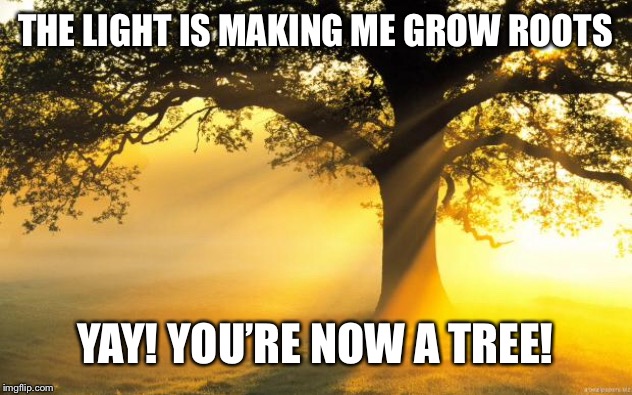 nature | THE LIGHT IS MAKING ME GROW ROOTS; YAY! YOU’RE NOW A TREE! | image tagged in nature | made w/ Imgflip meme maker