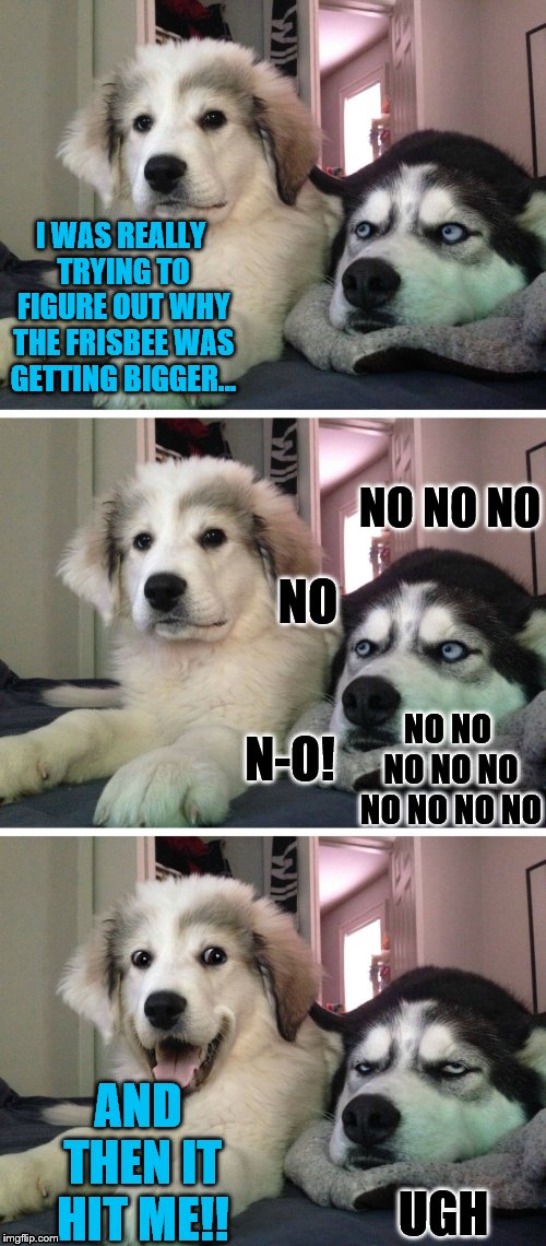 its not that punny... | I WAS REALLY TRYING TO FIGURE OUT WHY THE FRISBEE WAS GETTING BIGGER... NO NO NO; NO; N-O! NO NO NO NO NO NO NO NO NO; AND THEN IT HIT ME!! UGH | image tagged in bad pun dogs | made w/ Imgflip meme maker