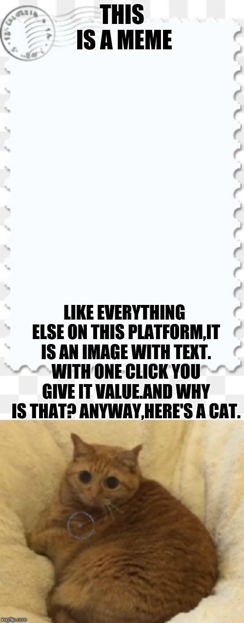 THIS IS A MEME; LIKE EVERYTHING ELSE ON THIS PLATFORM,IT IS AN IMAGE WITH TEXT. WITH ONE CLICK YOU GIVE IT VALUE.AND WHY IS THAT? ANYWAY,HERE'S A CAT. | image tagged in philosophy | made w/ Imgflip meme maker