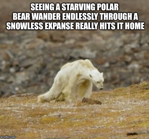 We Better Knock It Off! Or We’re Next.... | SEEING A STARVING POLAR BEAR WANDER ENDLESSLY THROUGH A SNOWLESS EXPANSE REALLY HITS IT HOME | image tagged in polar bear,starving,climate change,global warming,arctic,melting | made w/ Imgflip meme maker