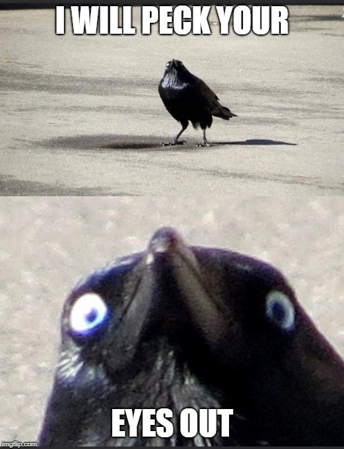 insanity crow | I WILL PECK YOUR; EYES OUT | image tagged in insanity crow | made w/ Imgflip meme maker