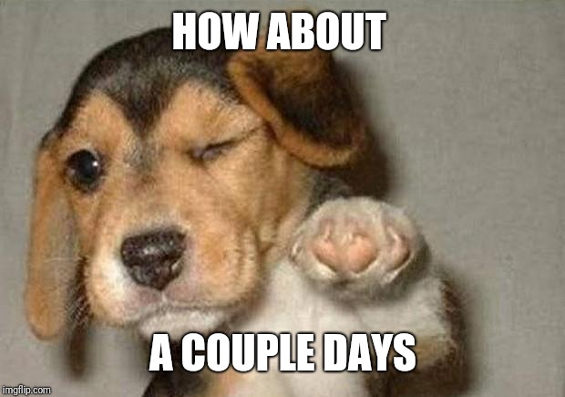 Winking Dog | HOW ABOUT A COUPLE DAYS | image tagged in winking dog | made w/ Imgflip meme maker