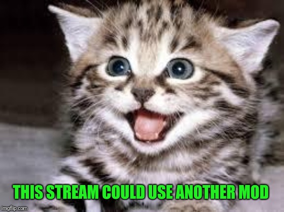 happy cat | THIS STREAM COULD USE ANOTHER MOD | image tagged in happy cat | made w/ Imgflip meme maker