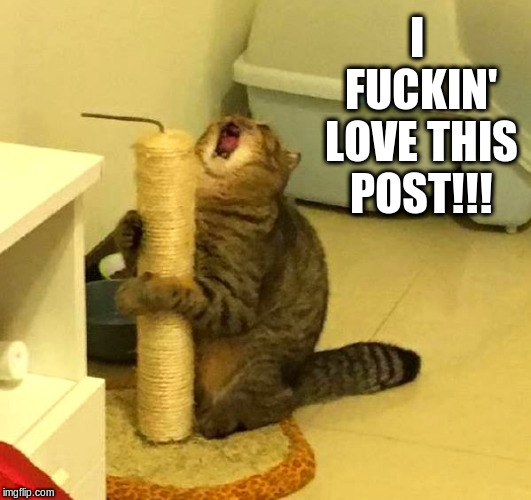 New Scratch Post | I FUCKIN' LOVE THIS POST!!! | image tagged in cats,scratching post,funny cat memes,funny meme | made w/ Imgflip meme maker