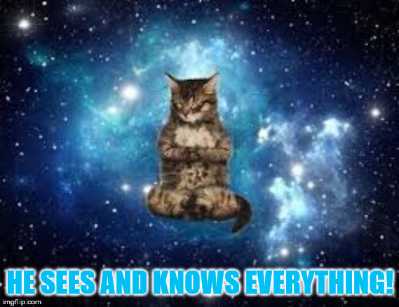 Cat DOG! | HE SEES AND KNOWS EVERYTHING! | image tagged in cats,funny,god,cosmos | made w/ Imgflip meme maker