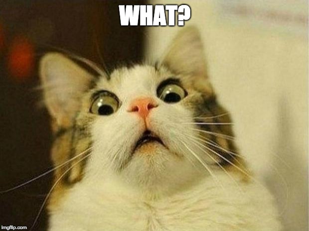 Scared Cat Meme | WHAT? | image tagged in memes,scared cat | made w/ Imgflip meme maker