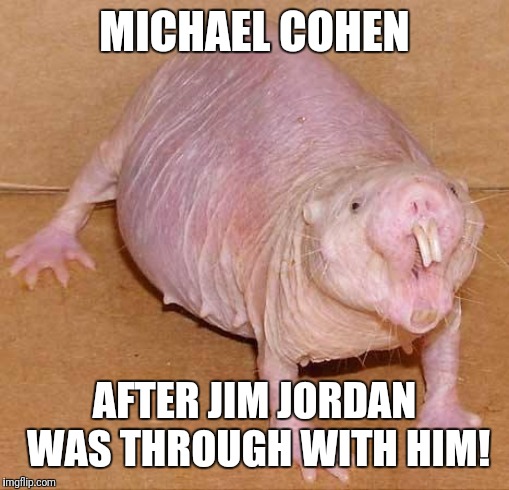 naked mole rat | MICHAEL COHEN; AFTER JIM JORDAN WAS THROUGH WITH HIM! | image tagged in naked mole rat | made w/ Imgflip meme maker