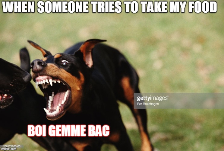 WHEN SOMEONE TRIES TO TAKE MY FOOD; BOI GEMME BAC | image tagged in dogs | made w/ Imgflip meme maker