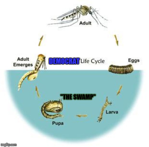 Democrat Life Cycle | DEMOCRAT; "THE SWAMP" | image tagged in funny,democrat,politics,political meme,political,liberals | made w/ Imgflip meme maker