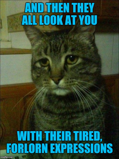 Depressed Cat Meme | AND THEN THEY ALL LOOK AT YOU WITH THEIR TIRED, FORLORN EXPRESSIONS | image tagged in memes,depressed cat | made w/ Imgflip meme maker