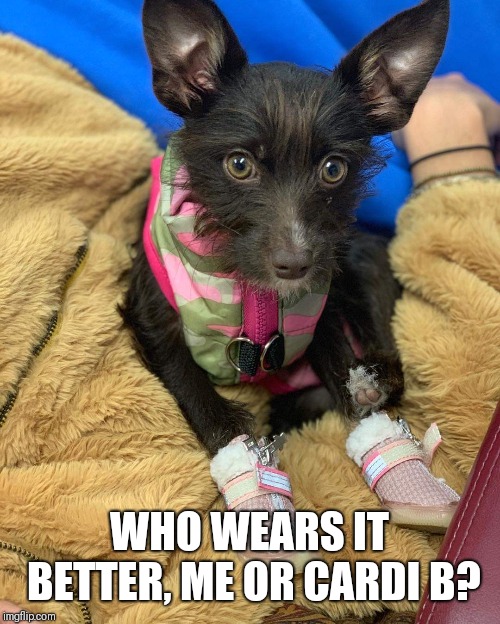 Bloody Shooes | WHO WEARS IT BETTER, ME OR CARDI B? | image tagged in comedy,dogs,cardi b | made w/ Imgflip meme maker