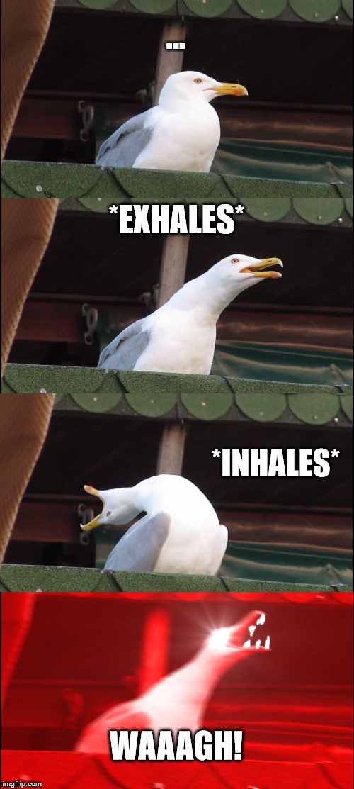 my birdy | ... *EXHALES*; *INHALES*; WAAAGH! | image tagged in memes,inhaling seagull,warhammer 40k | made w/ Imgflip meme maker