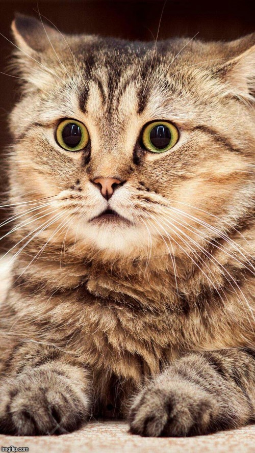 shocked cat | . | image tagged in shocked cat | made w/ Imgflip meme maker