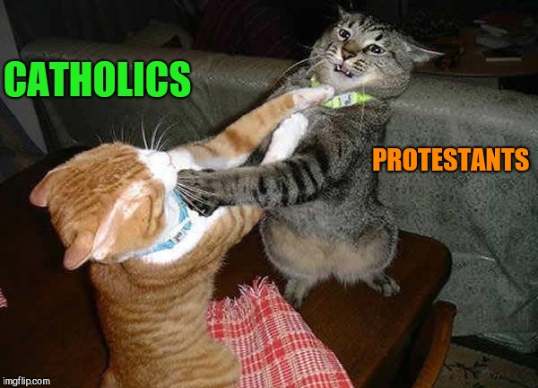 Two cats fighting for real | CATHOLICS PROTESTANTS | image tagged in two cats fighting for real | made w/ Imgflip meme maker