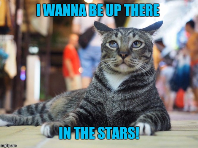 Cat-dreamer | I WANNA BE UP THERE IN THE STARS! | image tagged in cat-dreamer | made w/ Imgflip meme maker