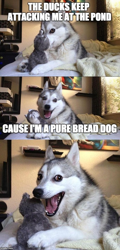 Bad Pun Dog | THE DUCKS KEEP ATTACKING ME AT THE POND; CAUSE I'M A PURE BREAD DOG | image tagged in memes,bad pun dog | made w/ Imgflip meme maker