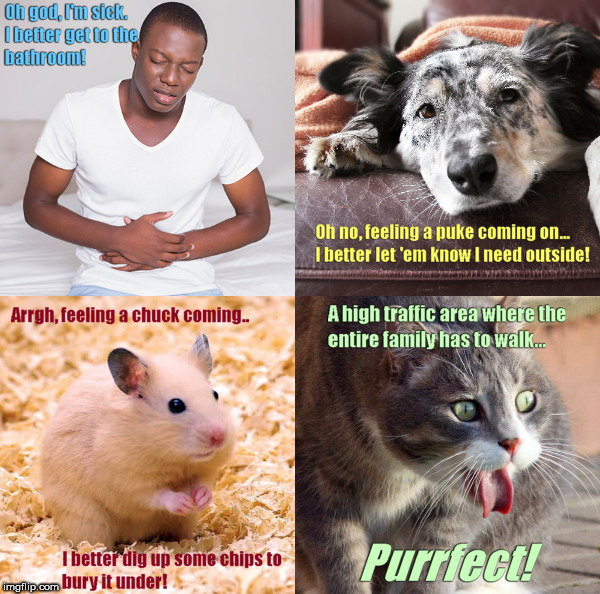 image tagged in when you're sick,nausea,pets,humor | made w/ Imgflip meme maker