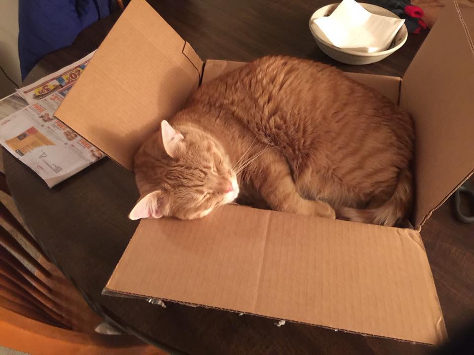Amazon Cat Bed Blank Meme Template