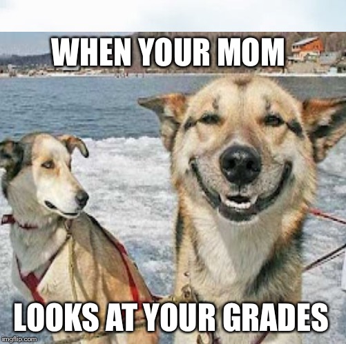 WHEN YOUR MOM; LOOKS AT YOUR GRADES | image tagged in memes,dog,animals | made w/ Imgflip meme maker