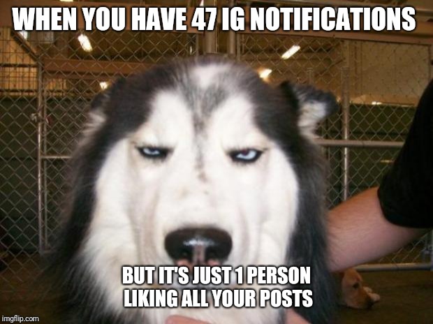 Annoyed Dog | WHEN YOU HAVE 47 IG NOTIFICATIONS; BUT IT'S JUST 1 PERSON LIKING ALL YOUR POSTS | image tagged in annoyed dog | made w/ Imgflip meme maker