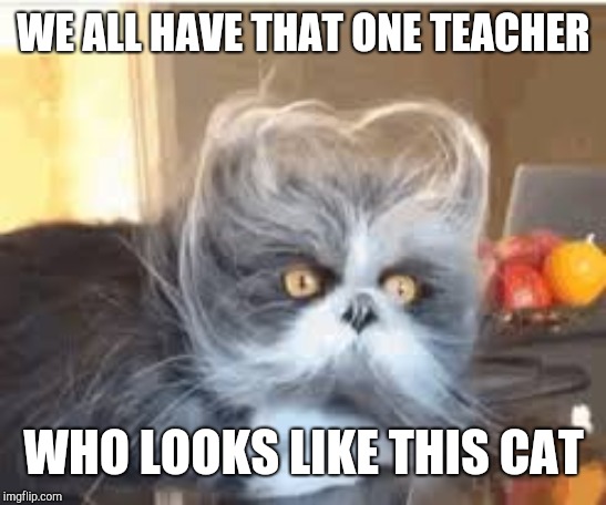 WE ALL HAVE THAT ONE TEACHER; WHO LOOKS LIKE THIS CAT | image tagged in cat | made w/ Imgflip meme maker