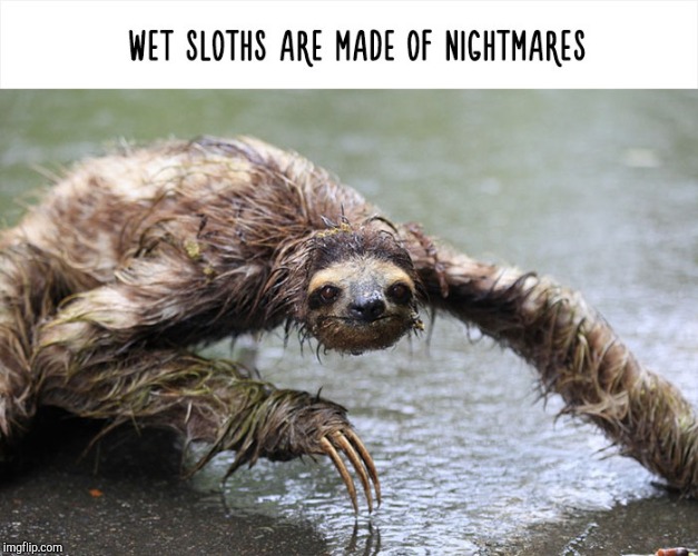 image tagged in sloth | made w/ Imgflip meme maker