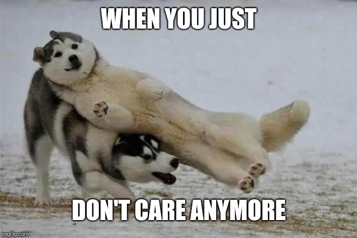 WHEN YOU JUST; DON'T CARE ANYMORE | image tagged in wolf,snow | made w/ Imgflip meme maker