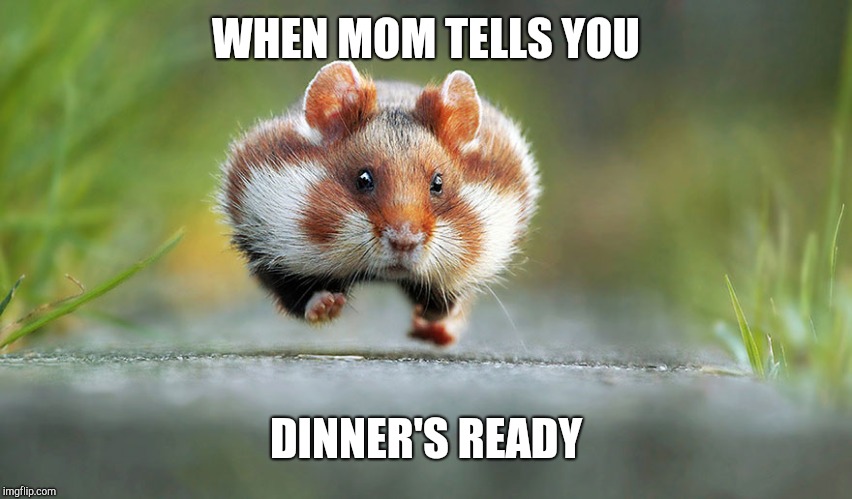 WHEN MOM TELLS YOU; DINNER'S READY | image tagged in chipmunk | made w/ Imgflip meme maker
