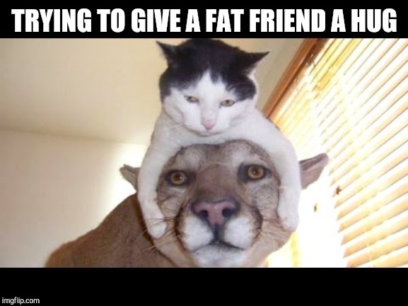 TRYING TO GIVE A FAT FRIEND A HUG | image tagged in cats | made w/ Imgflip meme maker