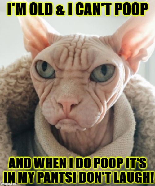 I'M OLD & I CAN'T POOP; AND WHEN I DO POOP IT'S IN MY PANTS! DON'T LAUGH! | image tagged in old grump | made w/ Imgflip meme maker