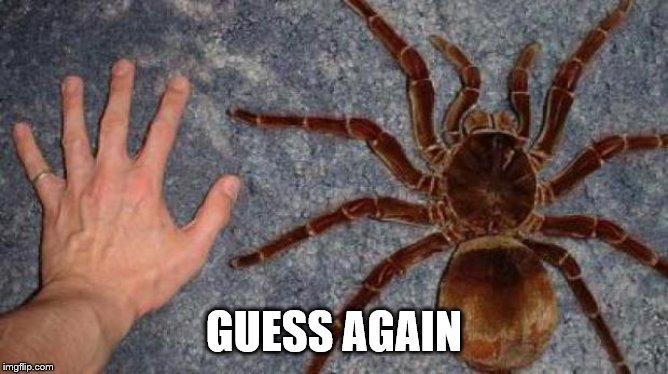 BIG spiders | GUESS AGAIN | image tagged in big spiders | made w/ Imgflip meme maker