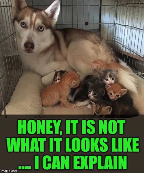 Sometimes you need to hear the explaination. | HONEY, IT IS NOT WHAT IT LOOKS LIKE .... I CAN EXPLAIN | image tagged in meme,dog,cats,funny,trying to explain,totally looks like | made w/ Imgflip meme maker
