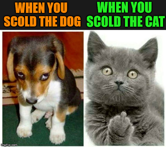Different attitude of pets | WHEN YOU SCOLD THE CAT; WHEN YOU SCOLD THE DOG | image tagged in meme,cats,dogs,funny,reactions,attitude | made w/ Imgflip meme maker