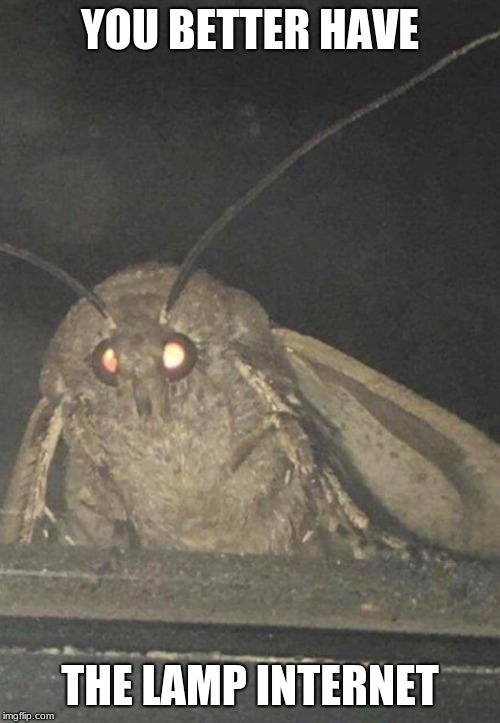 Moth | YOU BETTER HAVE; THE LAMP INTERNET | image tagged in moth | made w/ Imgflip meme maker