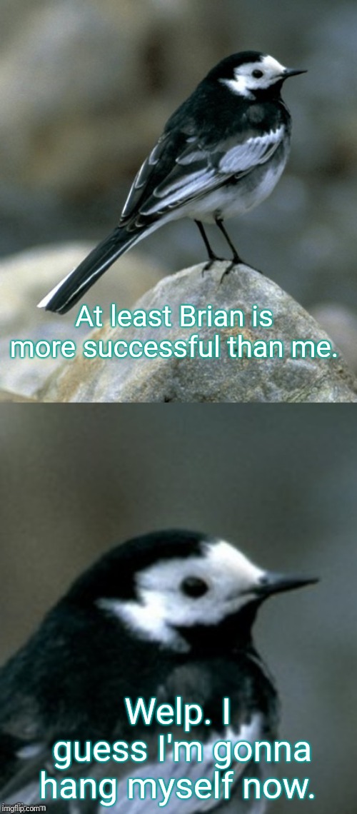 Clinically Depressed Pied Wagtail | At least Brian is more successful than me. Welp. I guess I'm gonna hang myself now. | image tagged in clinically depressed pied wagtail | made w/ Imgflip meme maker