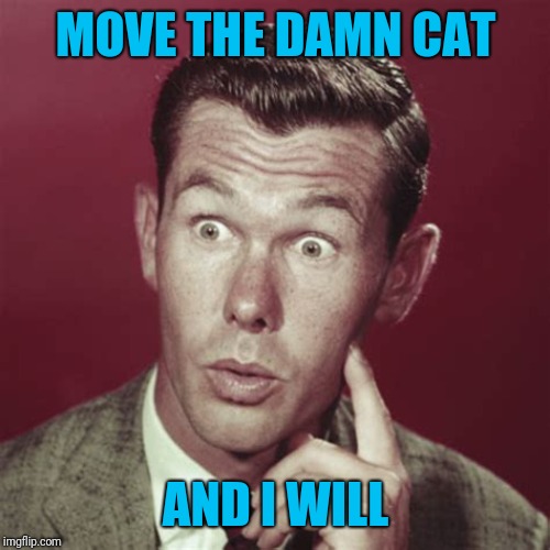MOVE THE DAMN CAT AND I WILL | made w/ Imgflip meme maker
