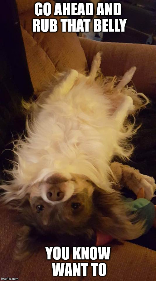 Relaxin | GO AHEAD AND RUB THAT BELLY; YOU KNOW WANT TO | image tagged in cute dog,dogs pets funny,funny dog | made w/ Imgflip meme maker