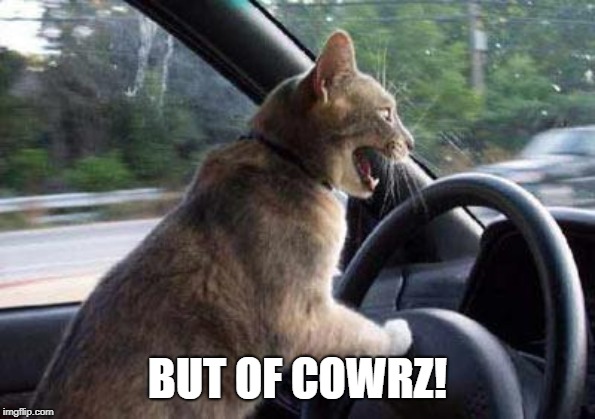 Cat Driving | BUT OF COWRZ! | image tagged in cat driving | made w/ Imgflip meme maker