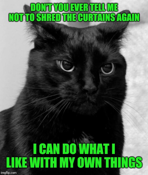 Black cat pissed | DON'T YOU EVER TELL ME NOT TO SHRED THE CURTAINS AGAIN I CAN DO WHAT I LIKE WITH MY OWN THINGS | image tagged in black cat pissed | made w/ Imgflip meme maker