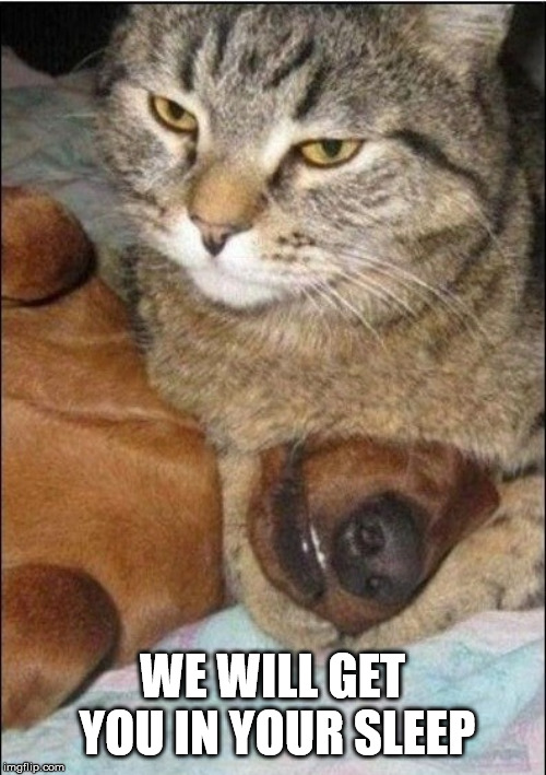 Cat killer | WE WILL GET YOU IN YOUR SLEEP | image tagged in cat killer | made w/ Imgflip meme maker
