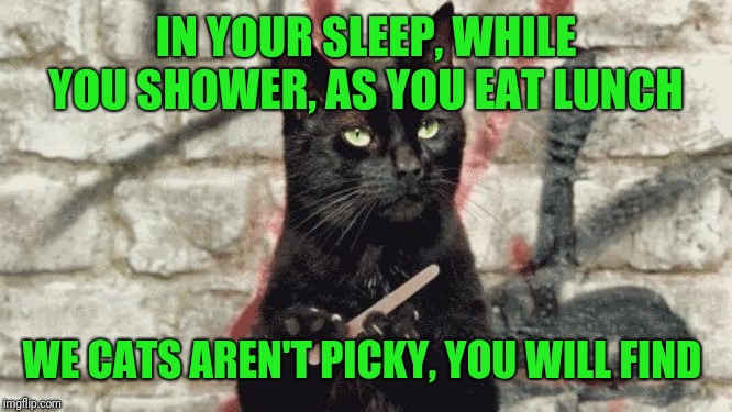 cat filing nails | IN YOUR SLEEP, WHILE YOU SHOWER, AS YOU EAT LUNCH WE CATS AREN'T PICKY, YOU WILL FIND | image tagged in cat filing nails | made w/ Imgflip meme maker