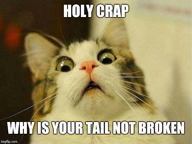 Scared Cat Meme | HOLY CRAP WHY IS YOUR TAIL NOT BROKEN | image tagged in memes,scared cat | made w/ Imgflip meme maker