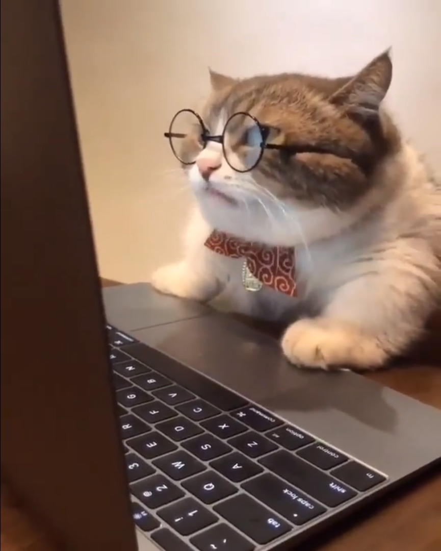 Download Cat Furiously Typing Gif | PNG & GIF BASE
