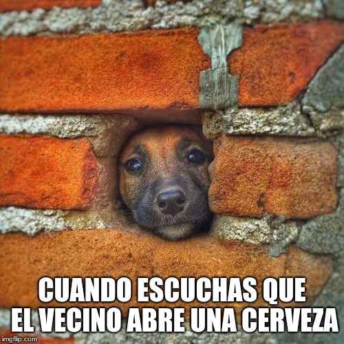 perro triste en muro | CUANDO ESCUCHAS QUE EL VECINO ABRE UNA CERVEZA | image tagged in perro triste en muro | made w/ Imgflip meme maker