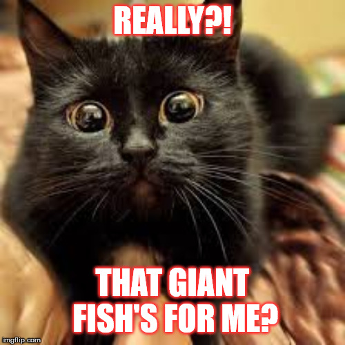 Cat's happiness | REALLY?! THAT GIANT FISH'S FOR ME? | image tagged in cats,funny,fish,cute cat | made w/ Imgflip meme maker