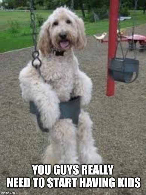Trying before committing  | YOU GUYS REALLY NEED TO START HAVING KIDS | image tagged in labradoodle,dogs,swing | made w/ Imgflip meme maker