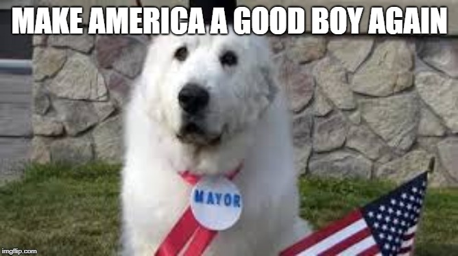 MAKE AMERICA A GOOD BOY AGAIN | image tagged in president,mayor,doggo,doggos,america,good boy | made w/ Imgflip meme maker